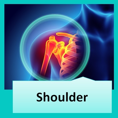 Guide to Shoulder Anatomy